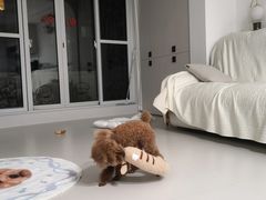 -哆趣宠物医院·眼科·内镜·急重症转诊中心(上海店)