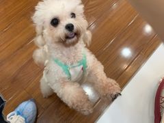 -汪说·狗咖·拼豆·宠物周边DIY(旺城大厦店)