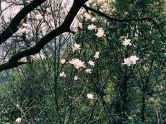 -游子山休闲旅游区