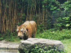 -深圳野生动物园