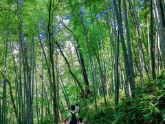 -上海佘山国家森林公园天马山园