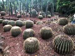 -呀路古热带植物园