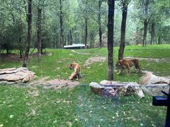 -北京野生动物园