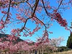 -风云岭森林公园
