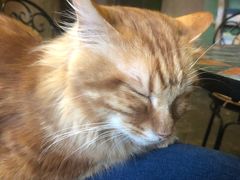 -猫猫幼稚园·撸猫·桌游·电玩