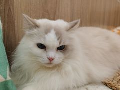 -瞄一喵猫咖(格力海岸店)