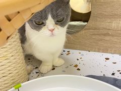 -Umiao与猫咖啡 猫咖