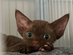 -琪喵猫屋·撸猫猫咖·猫舍