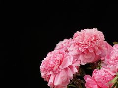 -中国科学院华南植物园