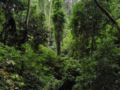-西双版纳原始森林公园