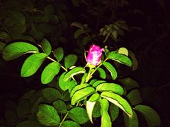 密云玫瑰情园-密云玫瑰情园