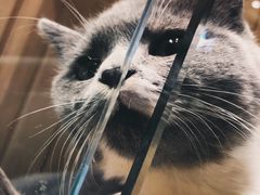 -藏猫猫咖啡主题馆(中央大道店)