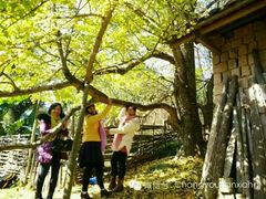 -南雄冯屋银杏山庄