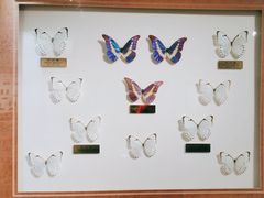 -上海昆虫博物馆