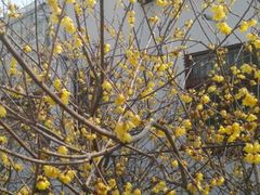 android_upload_pic-香雪海