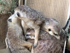 -森波拉火山温泉