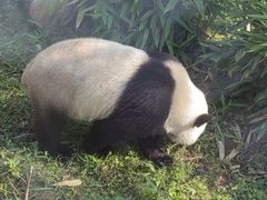 -武汉动物园