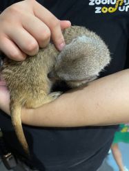 点击看大图 -Zoolung Zoolung动物主题公园(海信广场店)