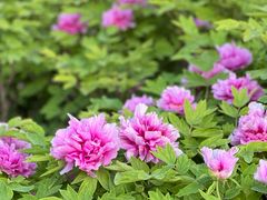 -洛阳市隋唐城遗址植物园