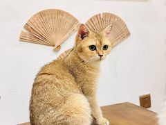 -楼上猫咖(罗湖店)