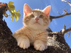 -CGWANG王氏教育(上海校区)