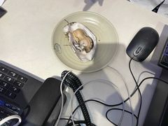 -千岛蚝高压锅生蚝·人参火锅(白云万达店)