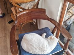 -有猫主题·治愈系猫咖(曾厝垵店)