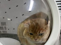 -车接车送·寄养洗护·德文猫舍(大宁店)