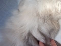 -爱侣宠医·鹦鹉专科·小型哺乳类·异宠专科(灵石路店)