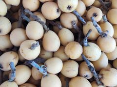 -塘栖枇杷特色园区