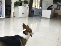 -美联众合动物医院·24h京西诊疗中心