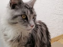 -猫在这儿猫咪咖啡馆·撸猫馆