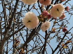 -天适樱花悠乐园