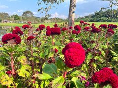 -中国科学院西双版纳热带植物园