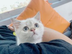 -lincat·猫舍(广州店)