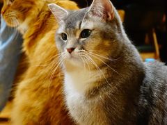 -MOCHA明星猫咖(田子坊店)