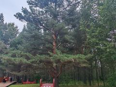 -北极村旅游风景区