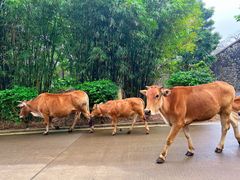 -美亭美榔姐妹塔