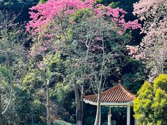 -火炉山森林公园