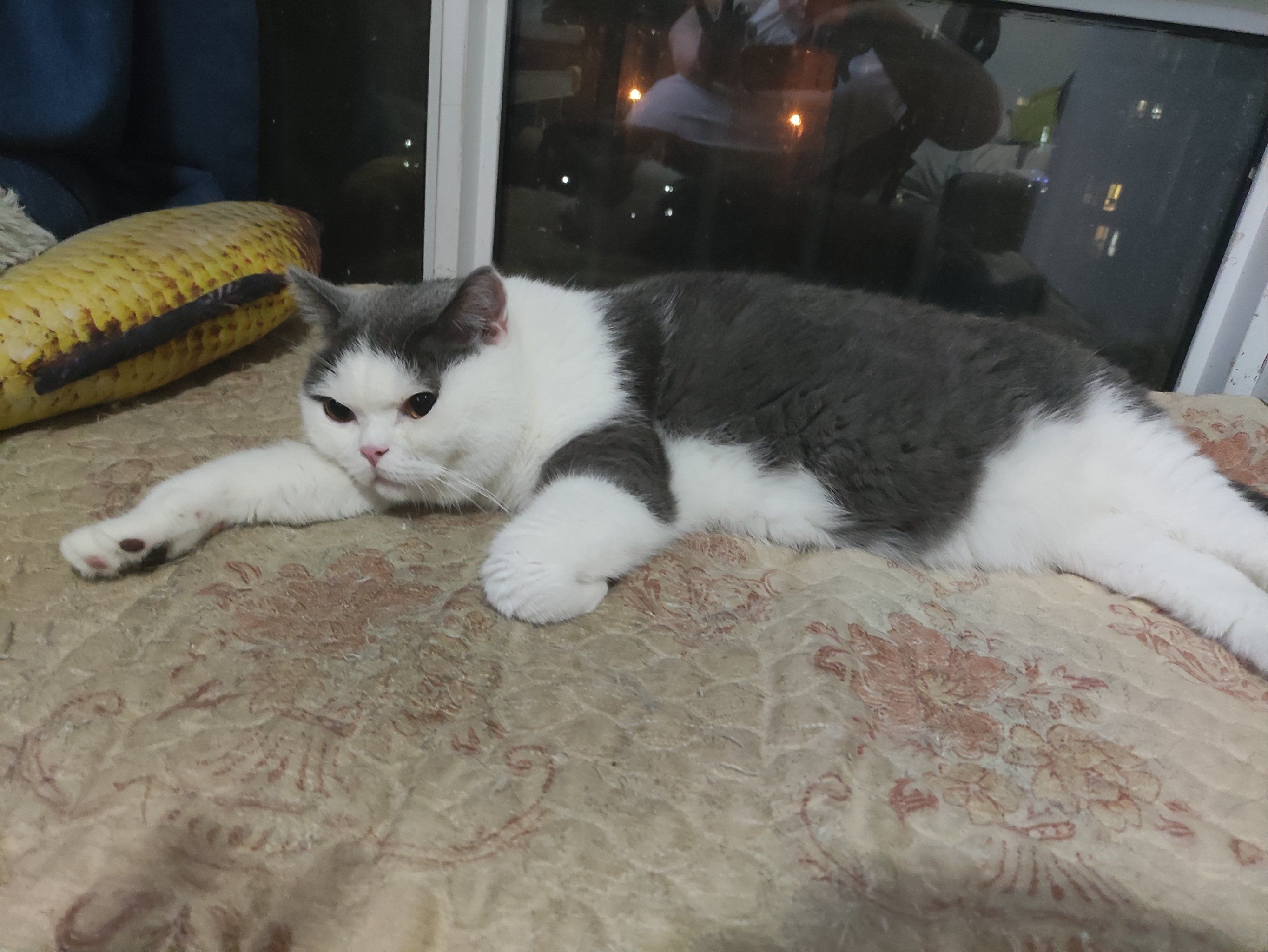 伟德国际2024杭州懒喵N²次元音乐会（购票入口+演出介绍+演出阵容）