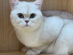 -爱洗澡的猫(天河路店)
