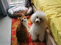 -创凡宠物医院·骨专科  猫科中心(西乡分院)