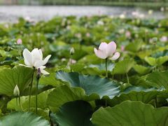 -莲花池公园