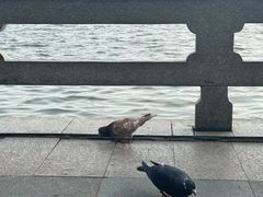 -海珠湖公园