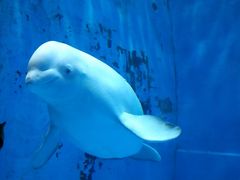 -芜湖新华联大白鲸海洋公园