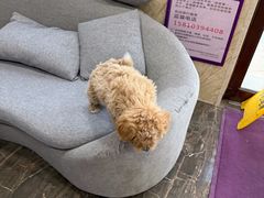 -宠爱国际动物医院·消化内科·心肾内科·ISFM猫友好(望京店)