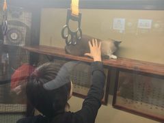 -猫咪博物馆(顶澳仔猫街店)