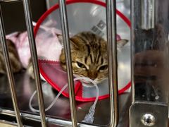 -宠福鑫动物医院(望京分院)