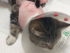 -中农大我爱我爱动物医院·核磁CT·猫病·24小时夜诊中心(石佛营店)