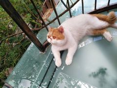 -喵屿·大理花园猫咖